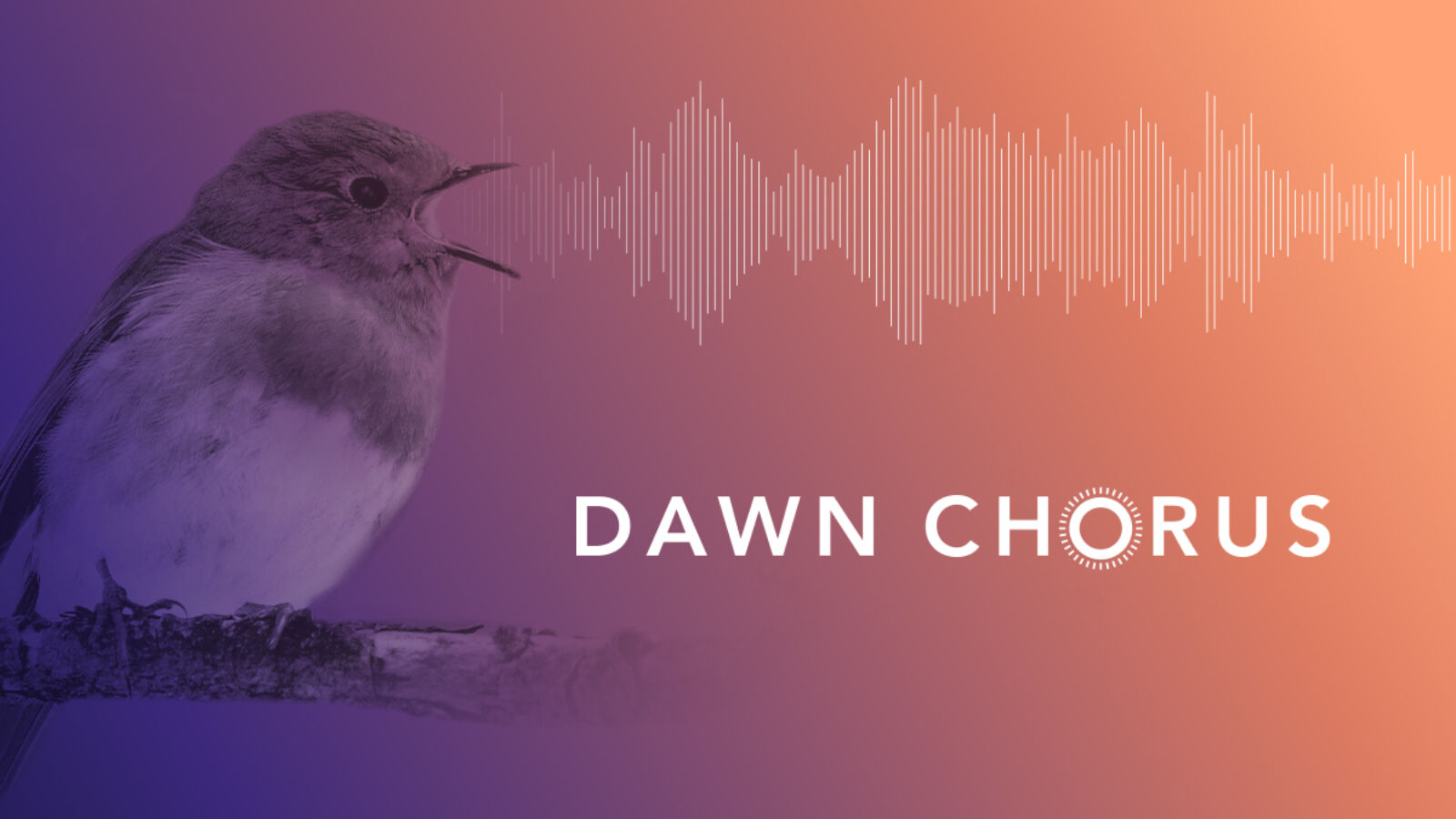 Nantesbuch DAWN CHORUS