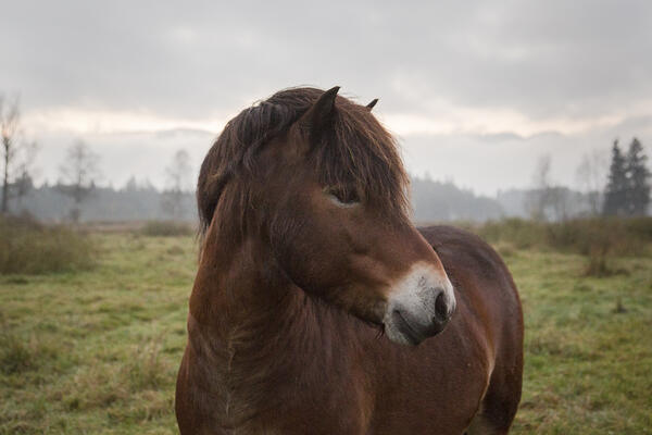 Exmoor-Ponys - Vielseitige Partner
