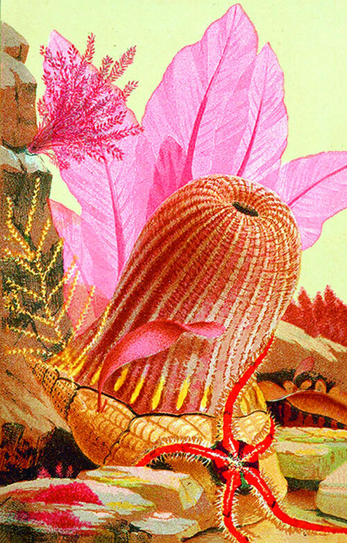 Monströs schön: Die „parasitic anemone“ saugt sich auf Einsiedlerkrebsen fest. Bild: ullstein bild – XAMAX, Pl. IV. Philip H. Gosse – The Aquarium / London 1856