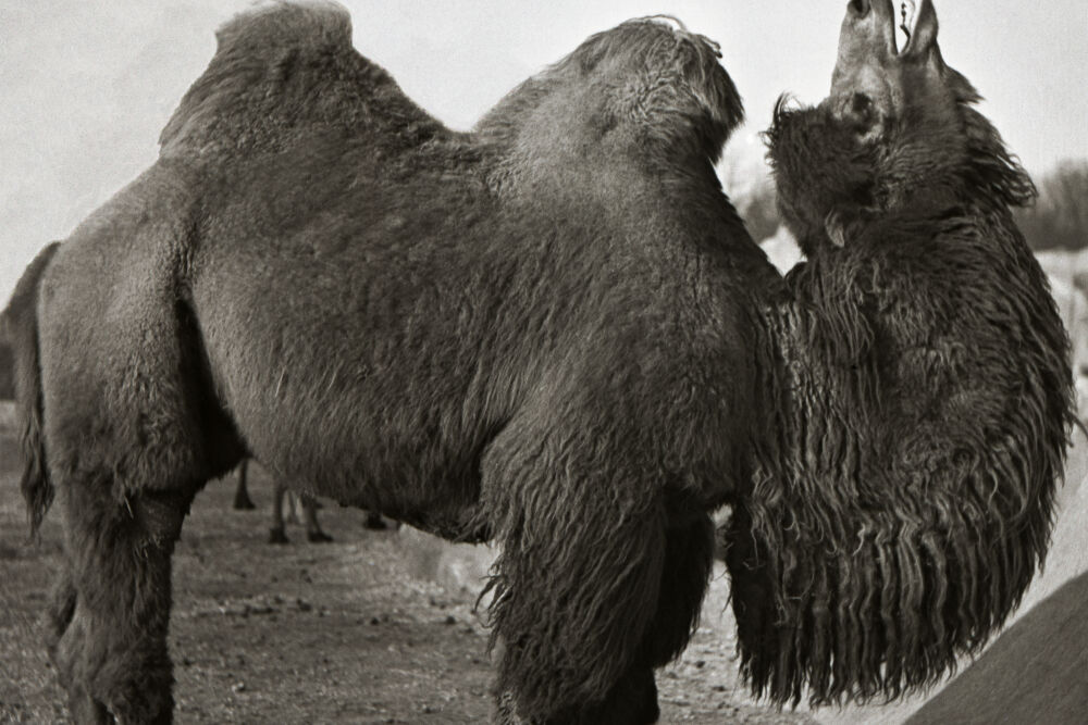 Tierstimmen