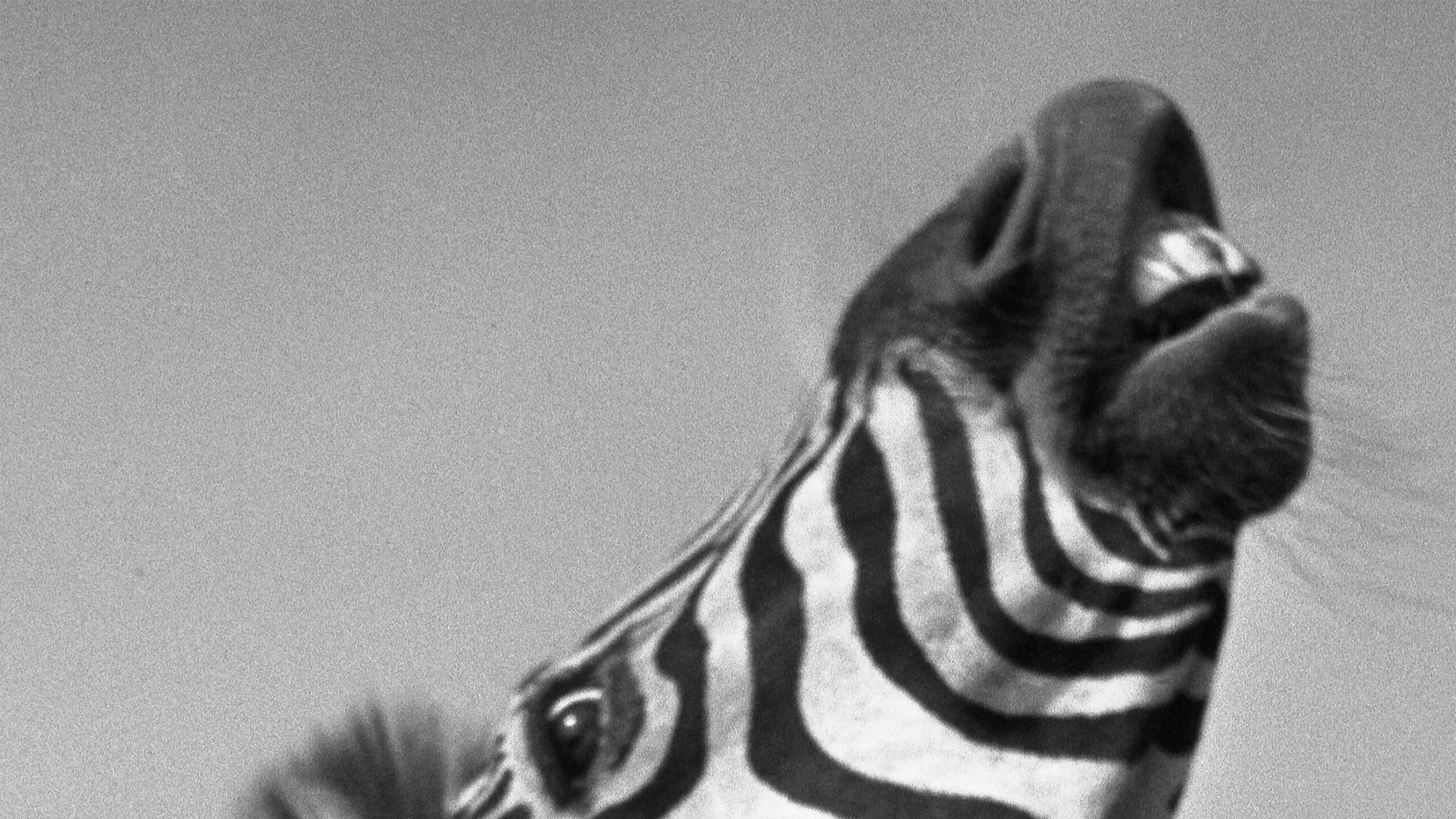 Ylla Zebra